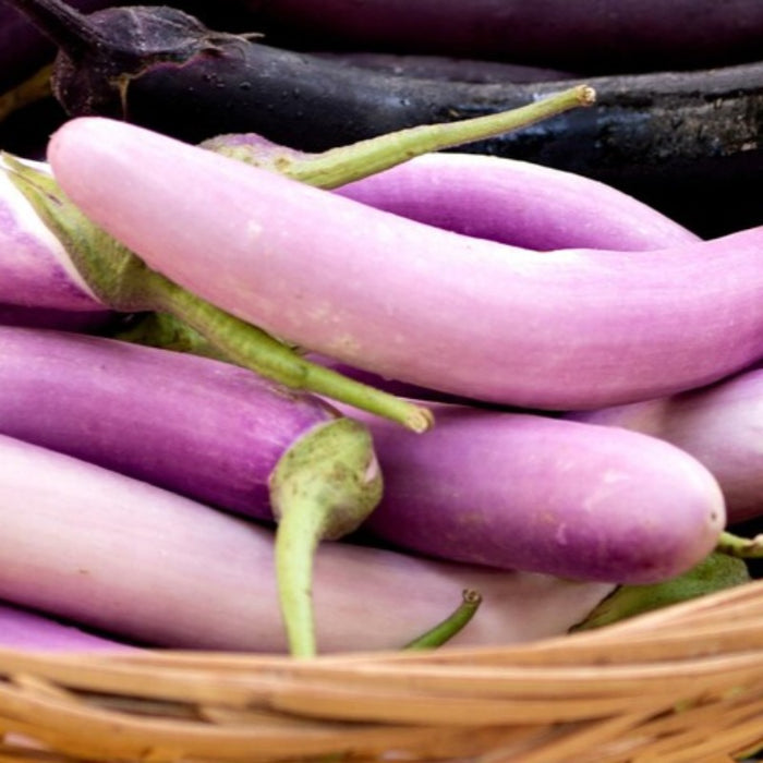 Ping Tung Eggplant Seeds Heirloom Seeds, Taiwanese Heirloom, Disease Resistant, Non-GMO