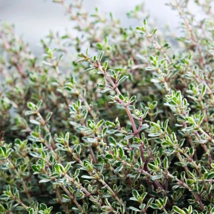 Winter Thyme Seeds - Heirloom Seeds, Winter Thyme, English Thyme, Vulgaris, Culinary Herb, Kitchen Herb, Non-GMO