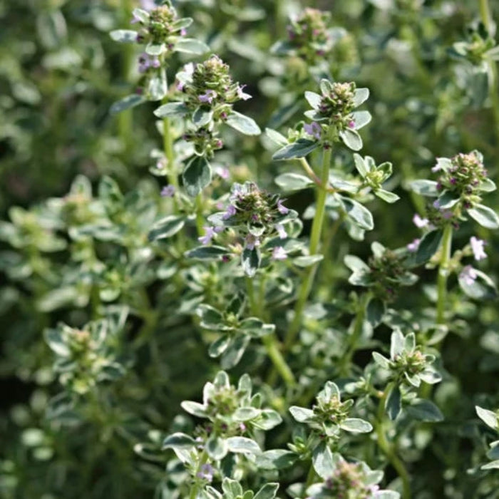 Winter Thyme Seeds - Heirloom Seeds, Winter Thyme, English Thyme, Vulgaris, Culinary Herb, Kitchen Herb, Non-GMO