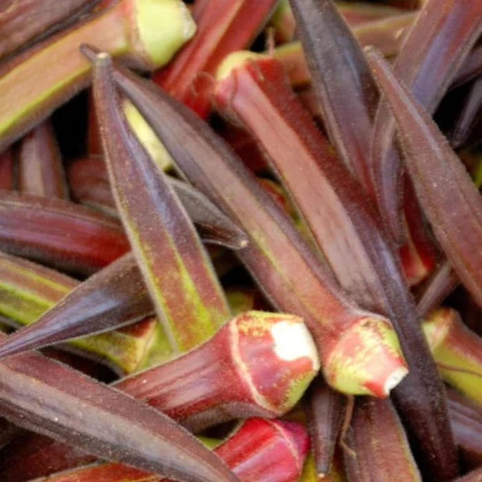 Red Burgundy Okra Seeds - Heirloom Seeds, Edible Lanscaping, Gumbo, Open Pollinated, Non-GMO