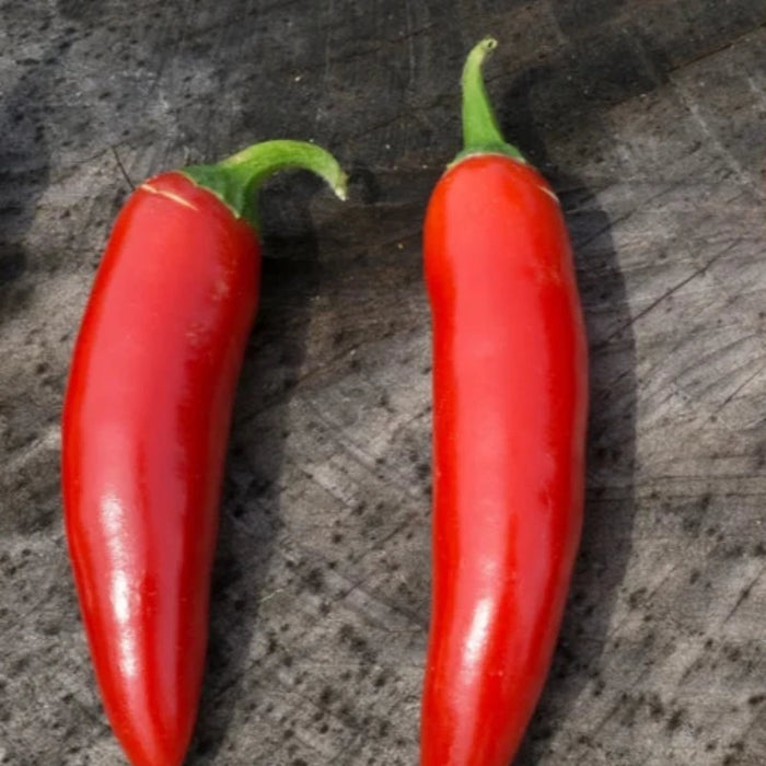 Serrano Hot Pepper Heirloom Seeds - Salsa Garden, Open Pollinated, Non-GMO