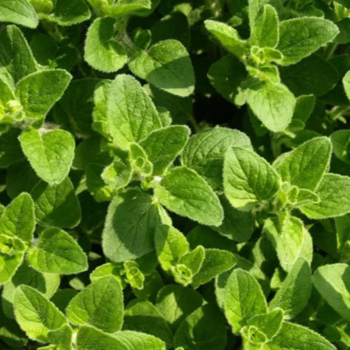 Oregano Herb Heirloom Seeds - Open Pollinated, Non-GMO