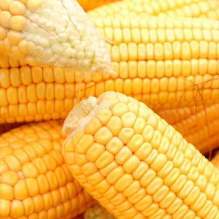 Yellow Corn Heirloom Seeds - Dent Corn, Sweet Corn, Milling Corn, Roasting Corn, Open Pollinated, Non-GMO