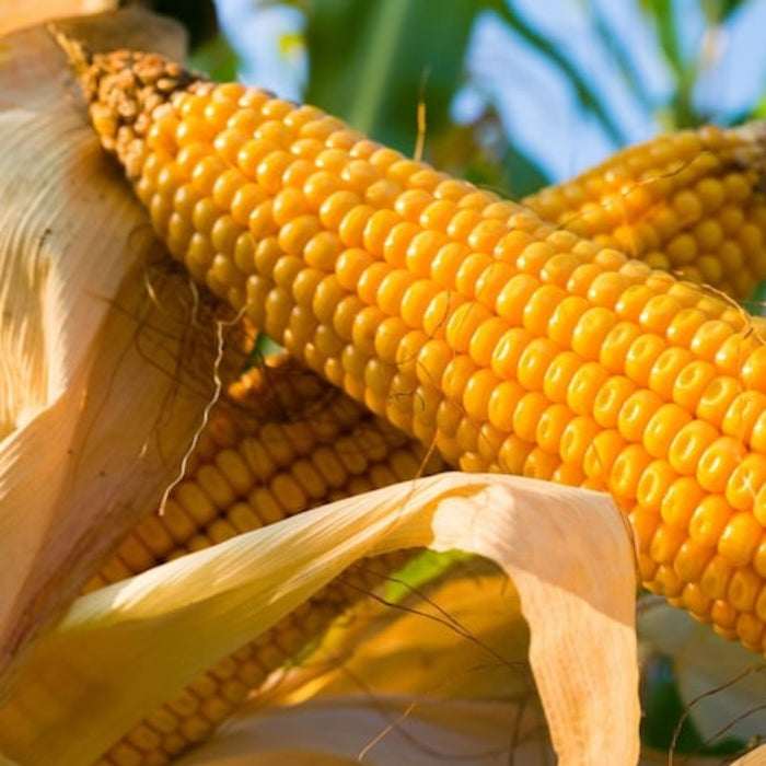 Yellow Corn Heirloom Seeds - Dent Corn, Sweet Corn, Milling Corn, Roasting Corn, Open Pollinated, Non-GMO