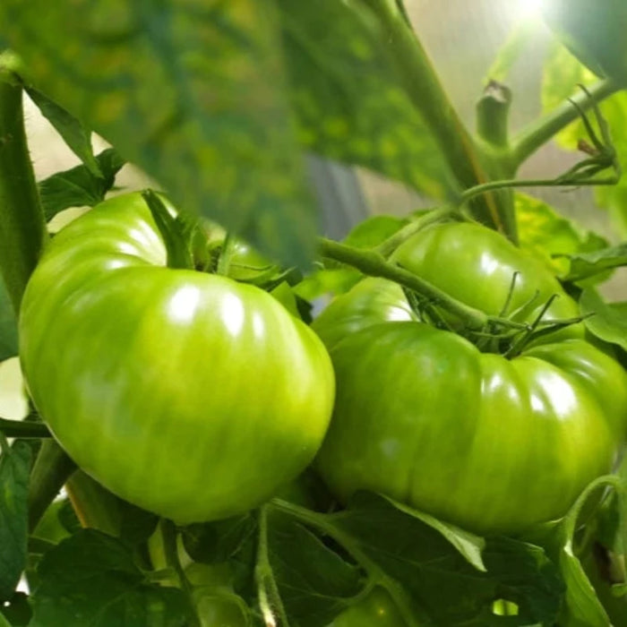 Cherokee Purple Tomato Seeds - Heirloom Seeds, Beefsteak Tomato, Indeterminate, Dark Flesh, Open Pollinated, Non-GMO