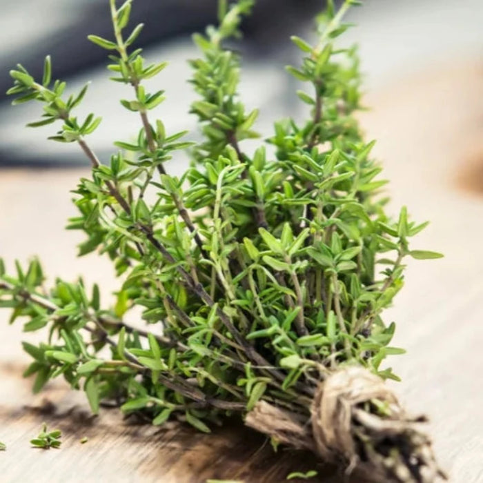 Thyme, Herb Seeds Heirloom Seeds, Thyme Vulgari, Open Pollinated, Non-GMO