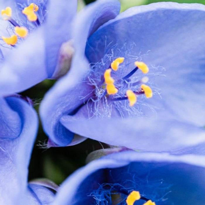 Spiderwort Flower Seeds - Heirloom Seeds, Bluejacket Seeds, Pollinator Garden, Open Pollinated, Non-GMO