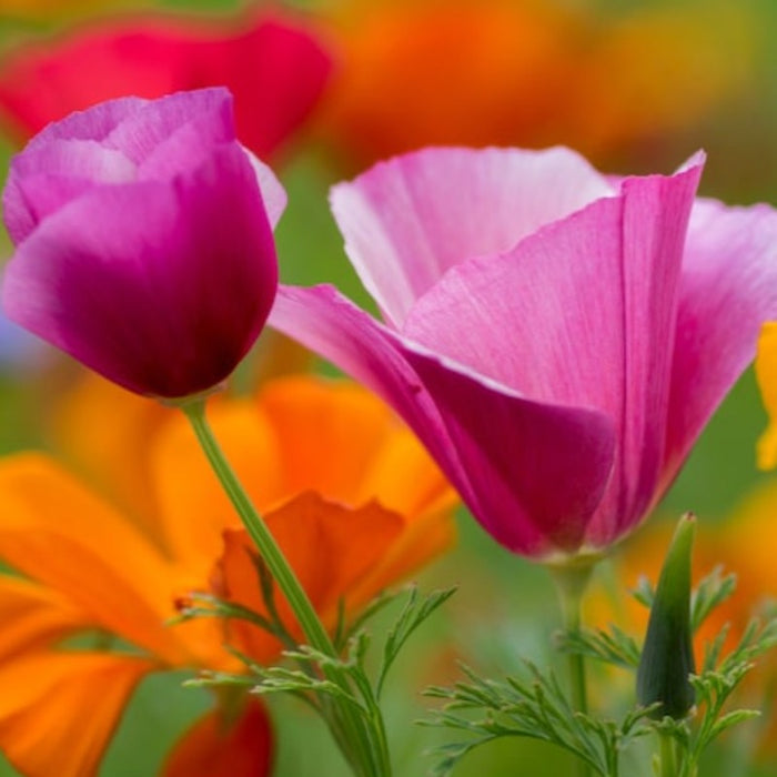 Mission Bells Poppy Heirloom Seeds - Flower Seeds, Cool Weather Seeds, Flowers, Flower Mix, Jewel Tone