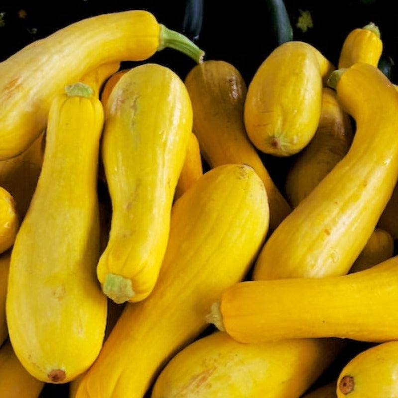 Yellow Early Prolific Straightneck Summer Squash Seeds - Zucchini Seed ...