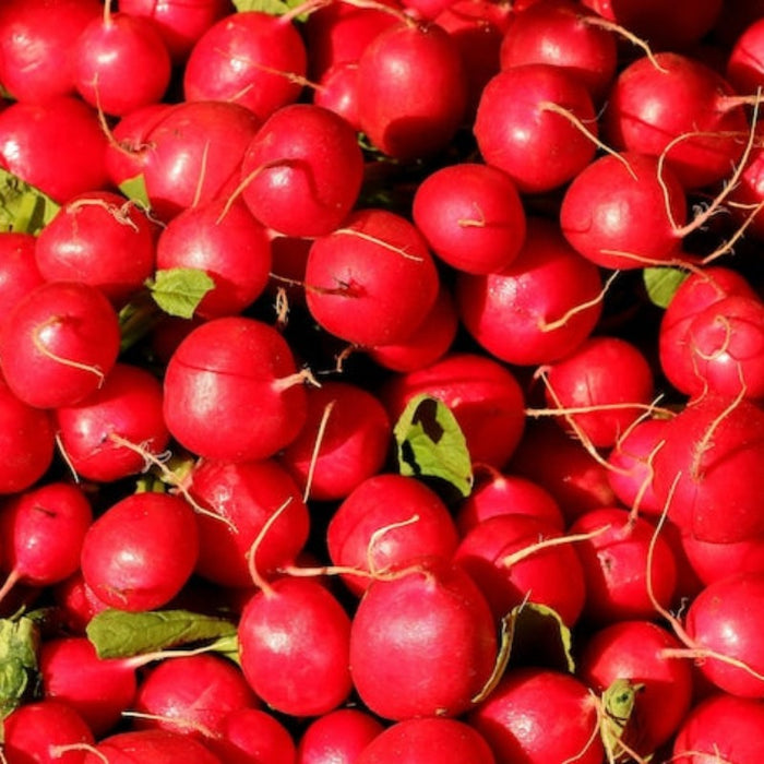 Cherry Belle Radish Heirloom Seeds