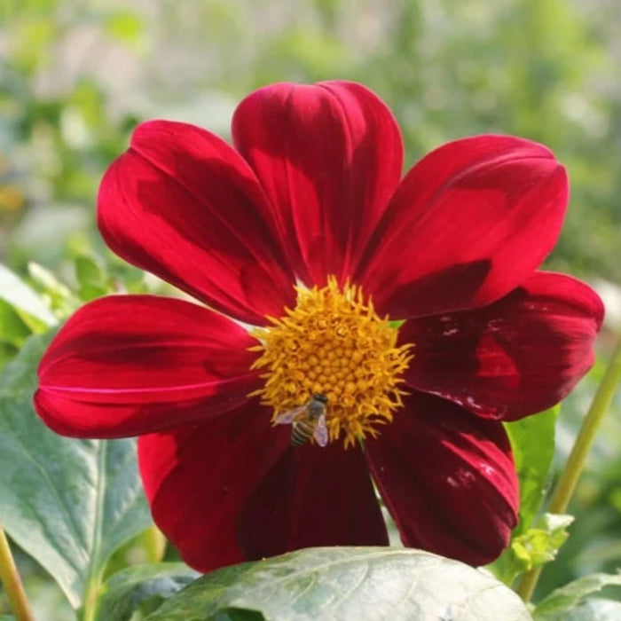 Dahlia Dwarf Single Mix Flower Seeds - Heirloom Seeds, Container Garden, Open Pollinated, Non-GMO