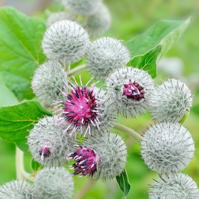 Chiko Burdock Seeds - Asian Seeds, Cold Hardy, Non-GMO