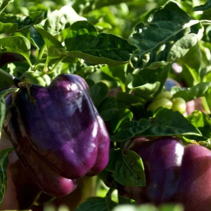 Sweet Purple Bell Pepper Heirloom Seeds