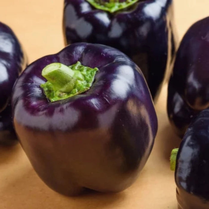 Sweet Purple Bell Pepper Heirloom Seeds