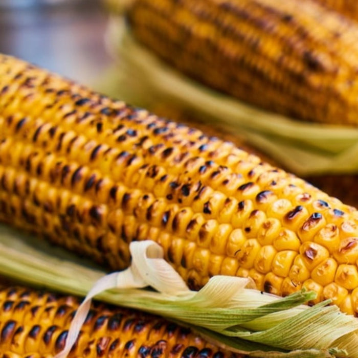 Yellow Corn Heirloom Seeds - Dent Corn, Sweet Corn, Milling Corn, Roasting Corn, Open Pollinated, Non-GMO