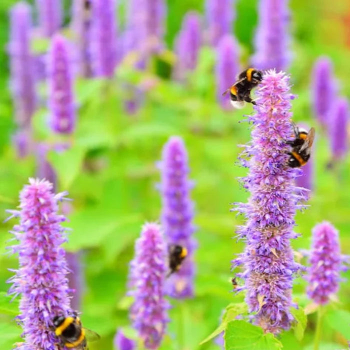 Korean Mint Agastache Flower Seeds - Heirloom Seeds, Blue Licorice, Indian Mint, Chinese Patchouli, Korean Hyssop, Open Pollinated, Non-GMO