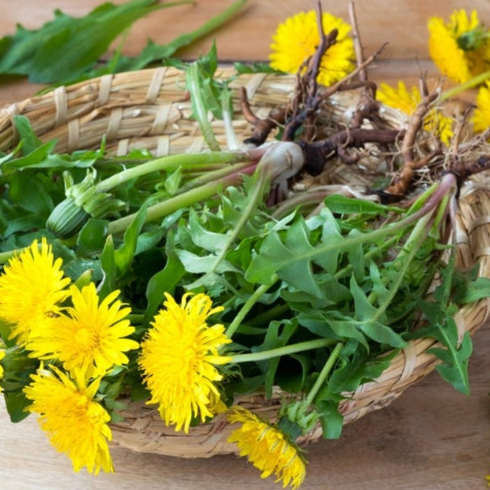 Dandelion, True Flower Seeds - Heirloom Seeds, Fresh Salad, Herb, Open Pollinated, Non-GMO