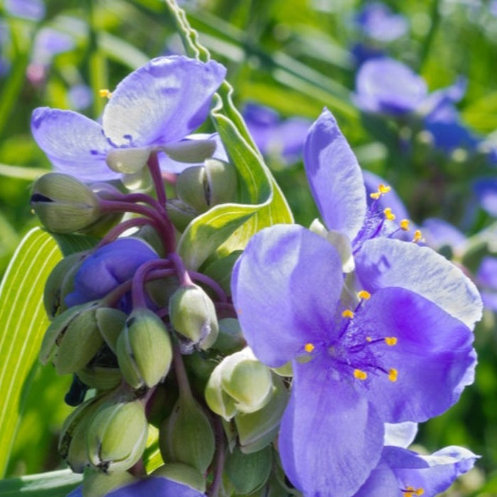 Spiderwort Flower Seeds - Heirloom Seeds, Bluejacket Seeds, Pollinator Garden, Open Pollinated, Non-GMO