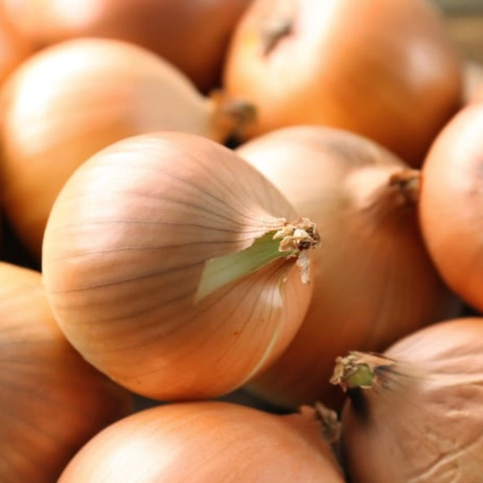 Walla Walla Onion Heirloom Seeds