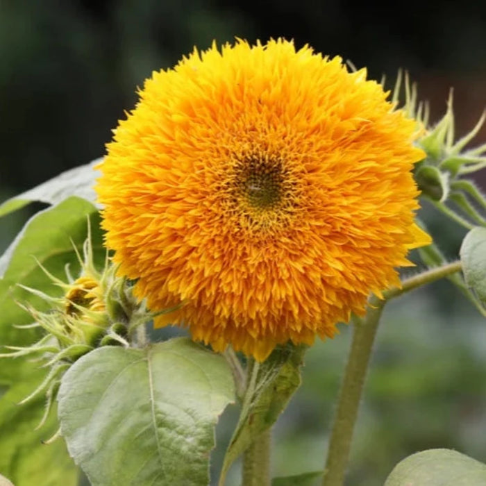 Giant Sunflower Seeds - Heirloom Seeds, Sunflower Seed Packets, Flower Seeds, Cottage Garden, Open Pollinated, Non-GMO
