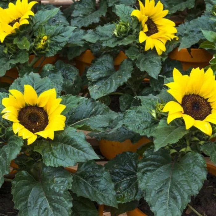 Dwarf Incredible Sunflower Seeds - Heirloom Seeds, Seed Packets, Flower Seeds, Open Pollinated, Non GMO