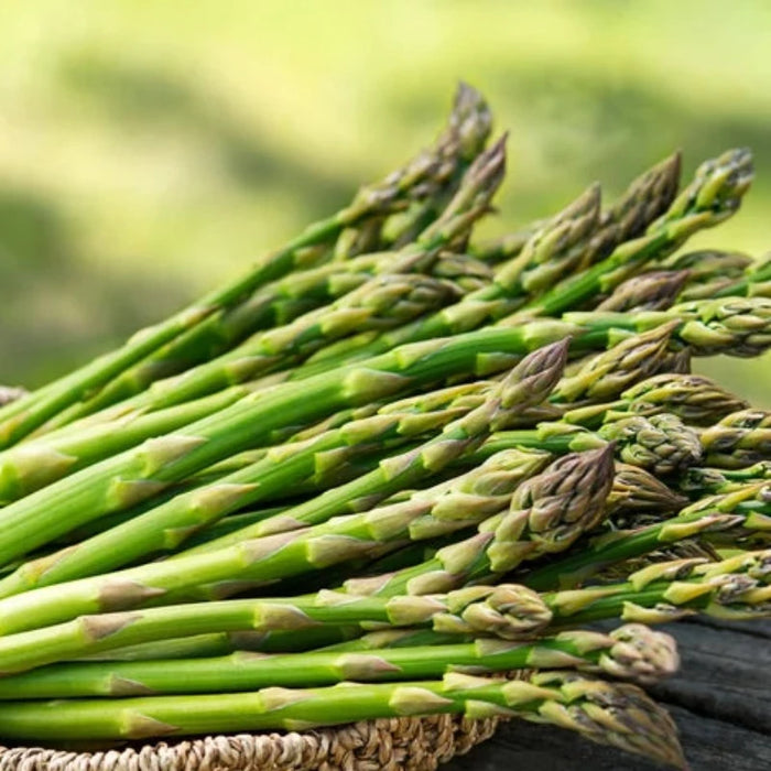 Asparagus, Mary Washington Seeds - Heirloom Seeds, Asparagus Seeds, Vegetable Seeds, Open Pollinated, Non-GMO