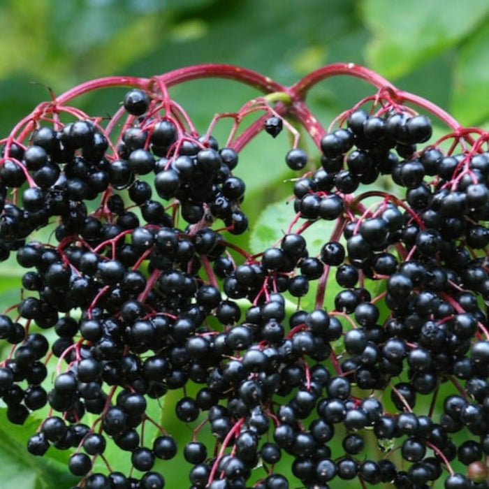 Black Elderberry Seeds Heirloom Seeds, Common Elderberry, Plant, Non-GMO