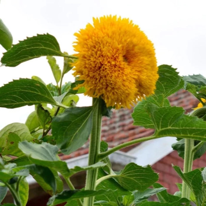 Giant Sunflower Seeds - Heirloom Seeds, Sunflower Seed Packets, Flower Seeds, Cottage Garden, Open Pollinated, Non-GMO