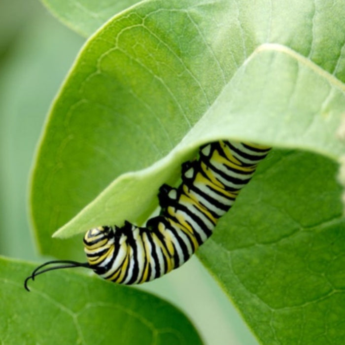 Spider Milkweed Seeds - Heirloom, Monarch Butterfly And Native Plant