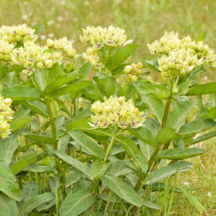 Spider Milkweed Seeds - Heirloom, Monarch Butterfly And Native Plant