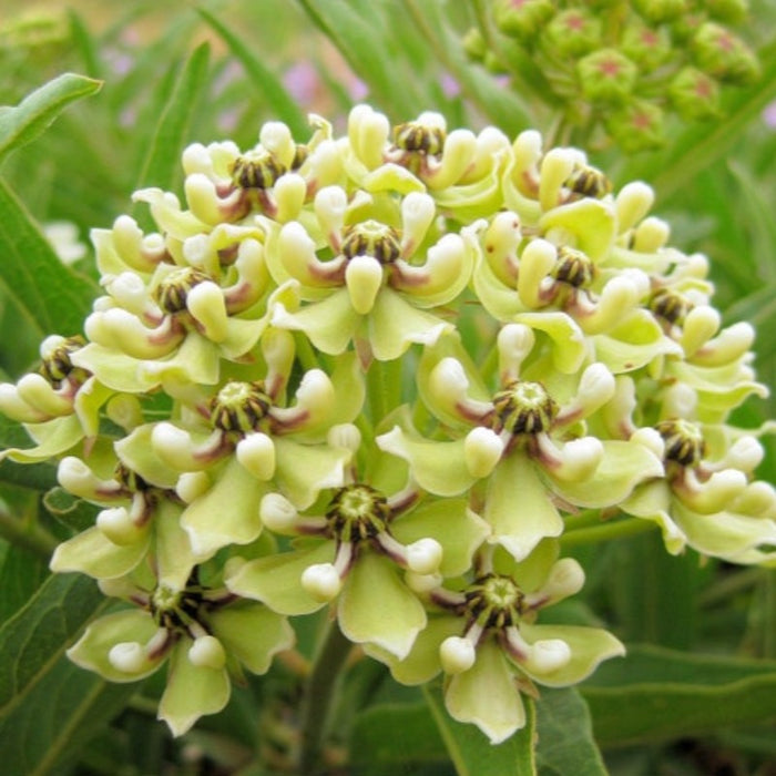 Spider Milkweed Seeds - Asclepias Viridis, Heirloom Seeds, Monarch Butterfly, Flower Seeds, Native Seeds, Green Milkweed, Non-GMO