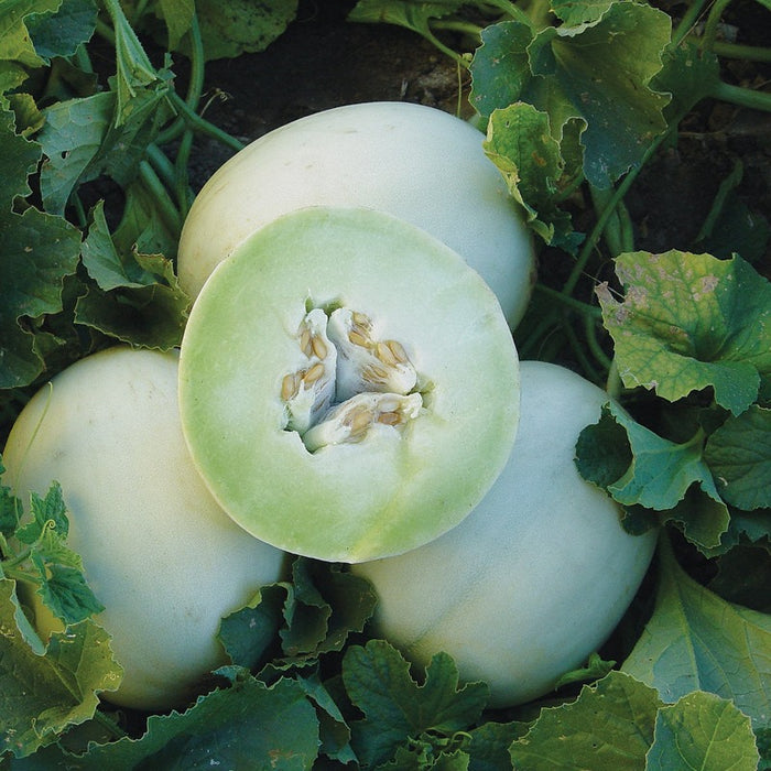 Honeydew Green Melon Heirloom Seeds - Fruit Seeds, Non GMO, Open Pollinated